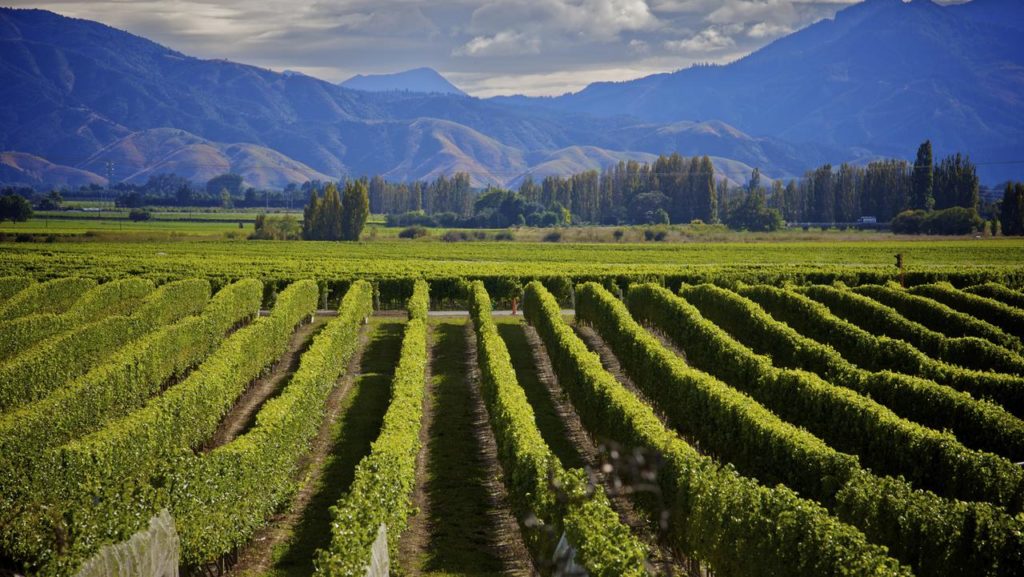 alpine wine tours in queenstown