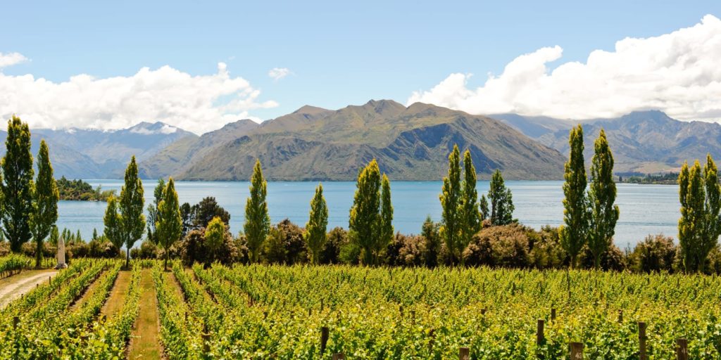 backpacker winery tours in queenstown new zealand