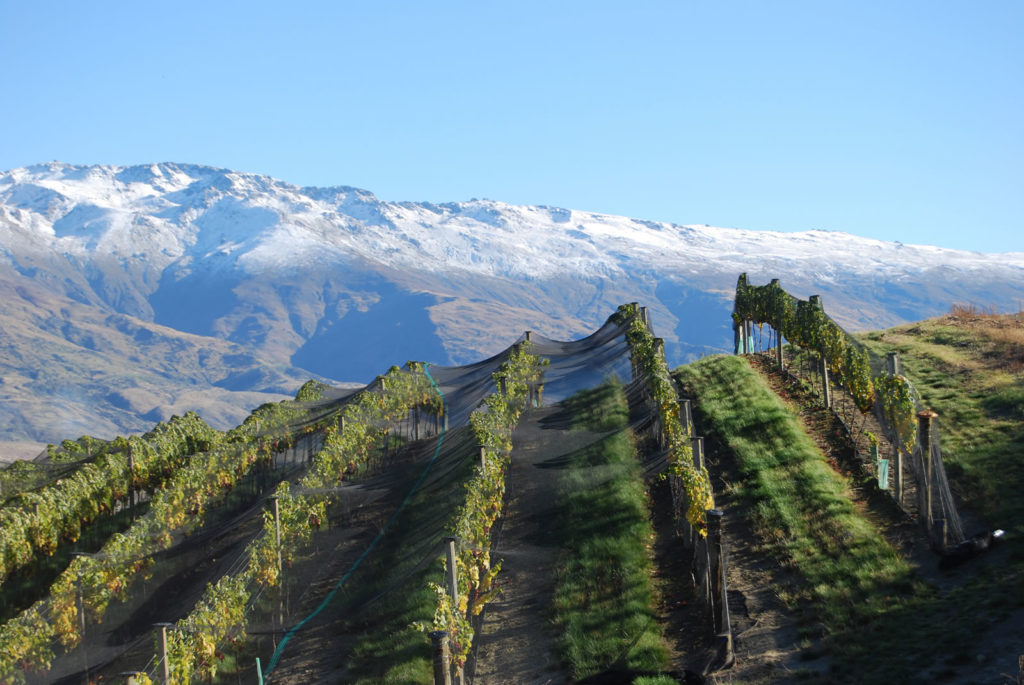 the central otago wineries new zealand